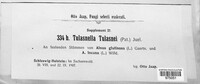 Tulasnella tulasnei image
